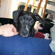 Blanding af racer Loui (Lab og amstaff)