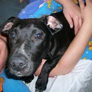 Blanding af racer Loui (Lab og amstaff)