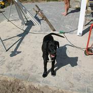 Blanding af racer Loui (Lab og amstaff)