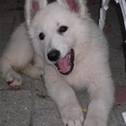 Hvid schæfer Kreios