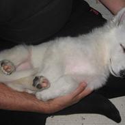 Hvid schæfer Kreios