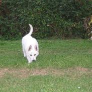 Hvid schæfer Kreios