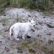 Hvid schæfer Kreios