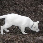 Hvid schæfer Kreios