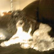 Blanding af racer Miss Daisy <3