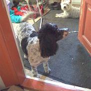 Blanding af racer Miss Daisy <3