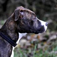 Amerikansk staffordshire terrier Pixie