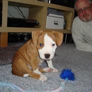 Staffordshire bull terrier Manze