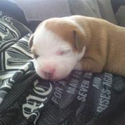 Staffordshire bull terrier Manze