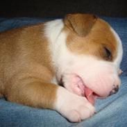 Staffordshire bull terrier Manze