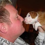 Staffordshire bull terrier Manze