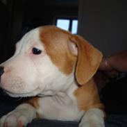 Staffordshire bull terrier Manze