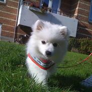 Japansk spids Bella-Lucca