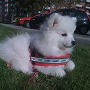 Japansk spids Bella-Lucca