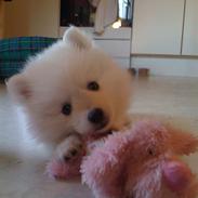 Japansk spids Bella-Lucca