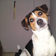 Dansk svensk gaardhund Tjalfe