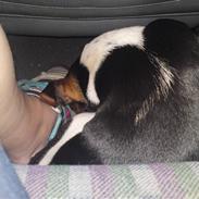 Dansk svensk gaardhund Tjalfe