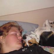 Dansk svensk gaardhund Tjalfe