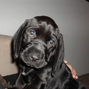 Blanding af racer Berta