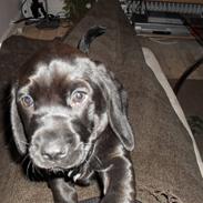 Blanding af racer Berta