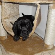 Blanding af racer Berta