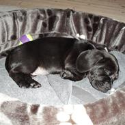 Blanding af racer Berta