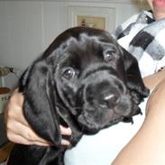 Blanding af racer Berta