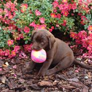 Labrador retriever Dumle