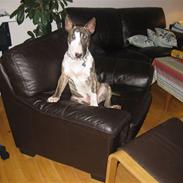Bullterrier Buller