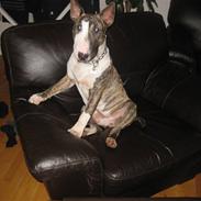 Bullterrier Buller