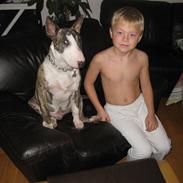 Bullterrier Buller