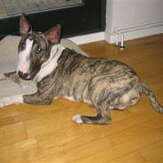 Bullterrier Buller