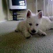 West highland white terrier Vaks