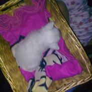 West highland white terrier Vaks