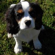 Cavalier king charles spaniel Louis TIL SALG