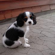 Cavalier king charles spaniel Louis TIL SALG