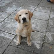 Labrador retriever Samson