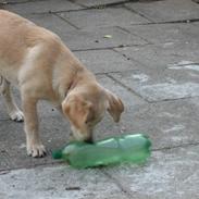 Labrador retriever Samson