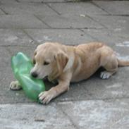 Labrador retriever Samson
