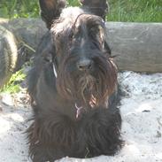 Skotsk terrier Best of scotties Cille <3