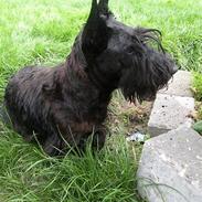 Skotsk terrier Best of scotties Cille <3
