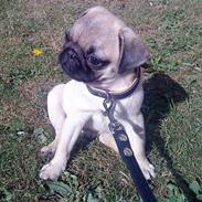 Mops Bumle .... Solgt! :(