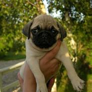 Mops Bumle .... Solgt! :(