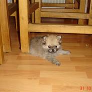 Pomeranian Fendi