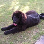 Newfoundlænder Austin