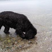 Newfoundlænder Austin