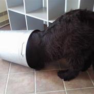 Newfoundlænder Austin