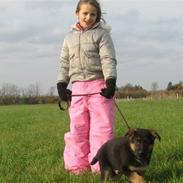 Schæferhund Alderslyst Cello (Cody)