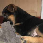 Schæferhund Alderslyst Cello (Cody)