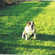 Olde english bulldogge Victor